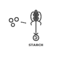 Starch Based Polymers