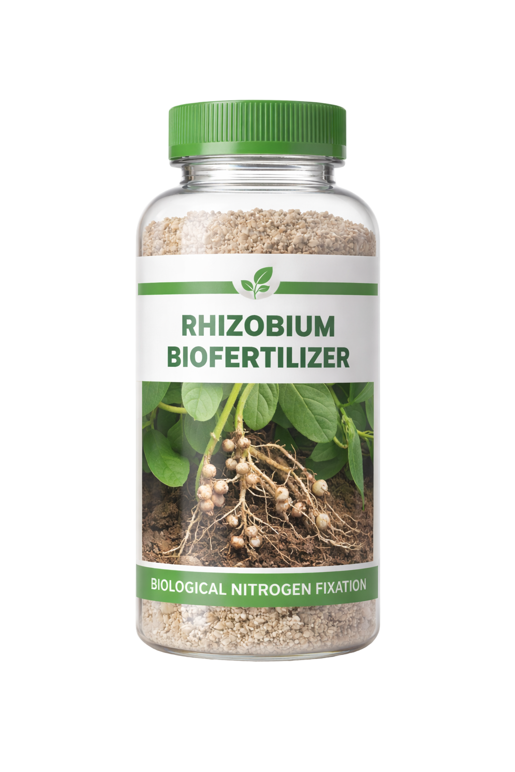 Rhizobium Biofertilizer
